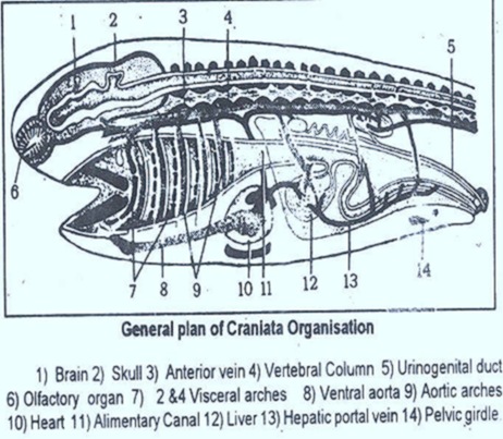 VERTEBRATES- CHARACTERS | BIOZOOM
